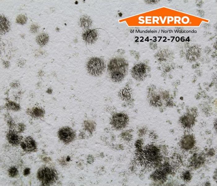 A mold outbreak is visible on a wall.